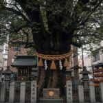 板橋の縁切り榎は呪い？東京最強のスポットで悪縁を切る方法と事情